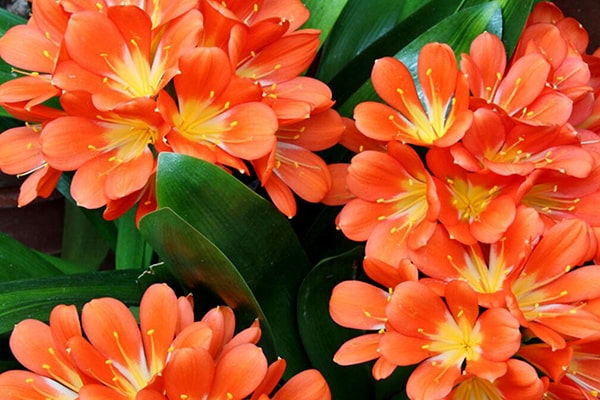 بیماری های گل خورشیدی